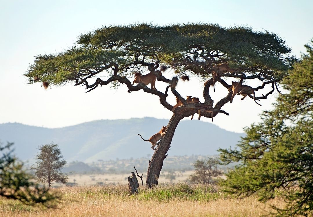 Climbing lions, Serengeti National Park, Tanzania