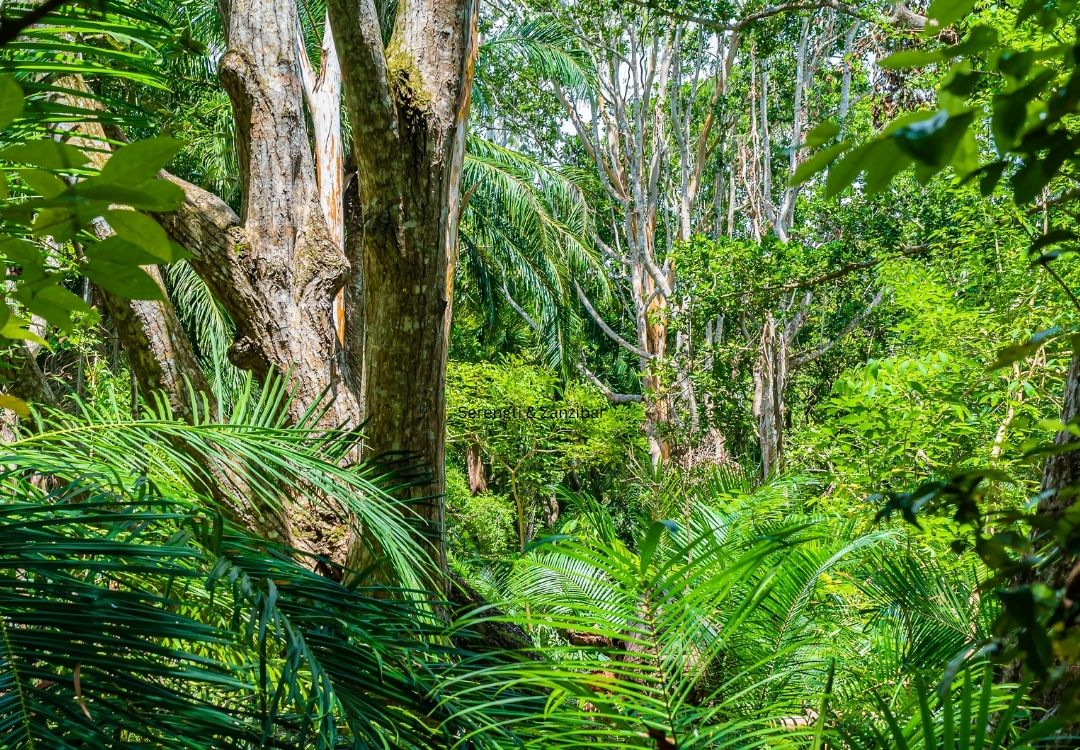 Jozani forest