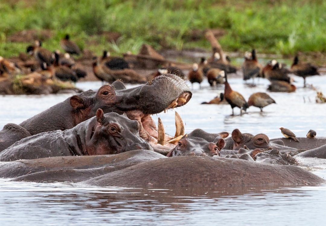 Lake manyara Hippos