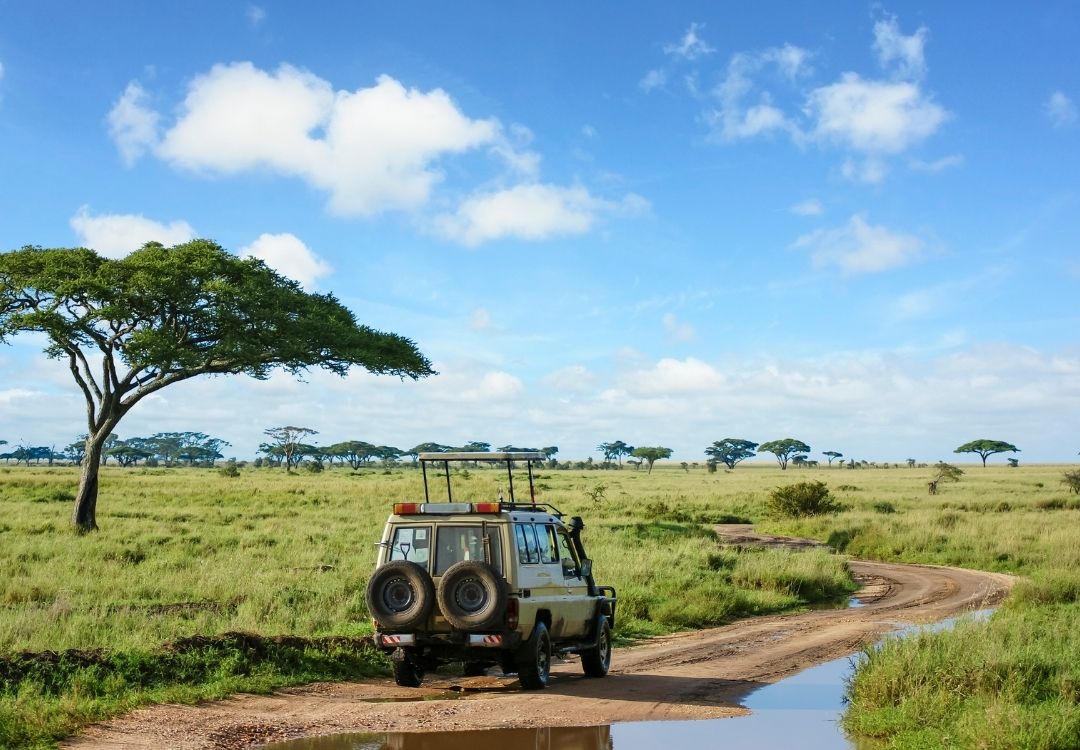 Safari landscape in Serengeti grassland