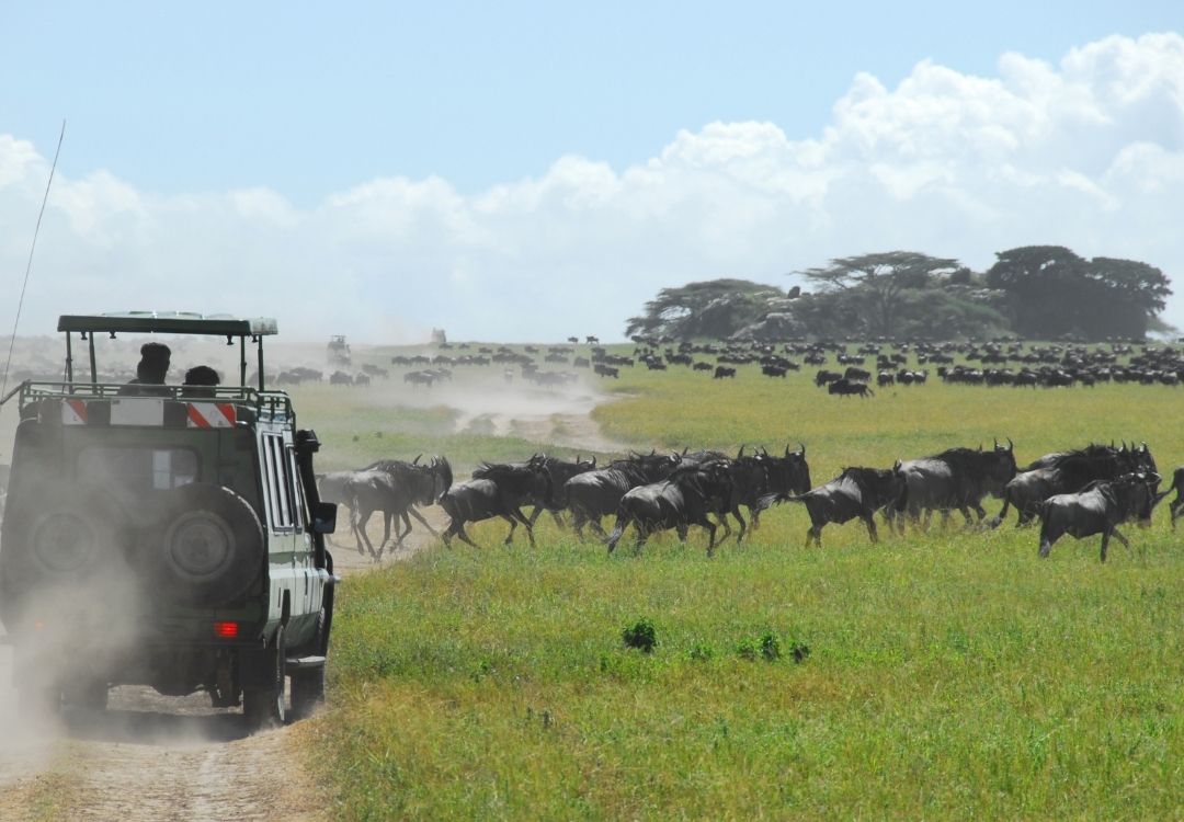 Serengeti Migration