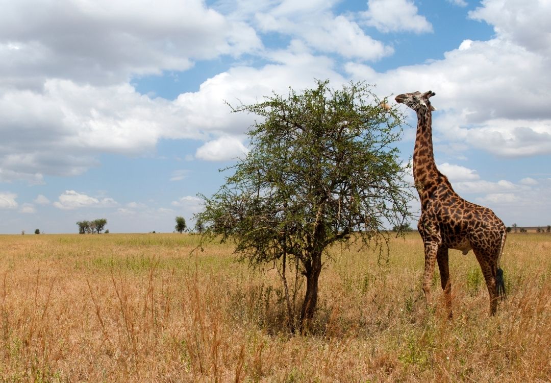 Serengeti National Park Safari