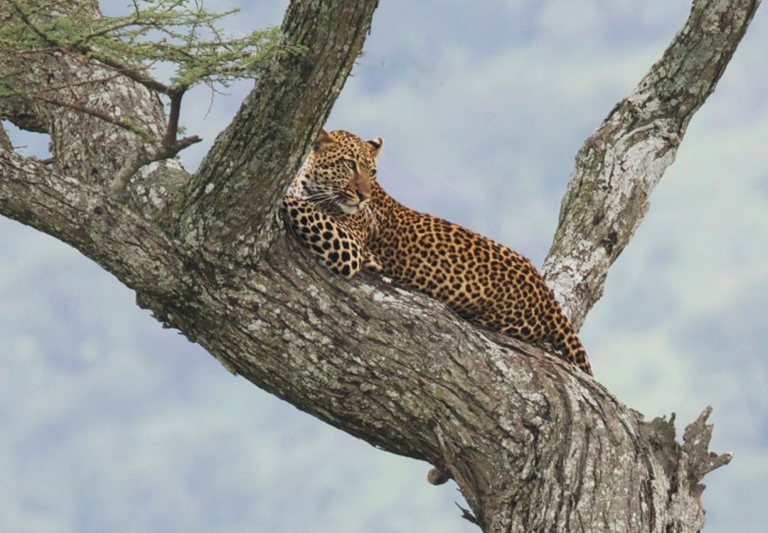 Serengeti tree leopard