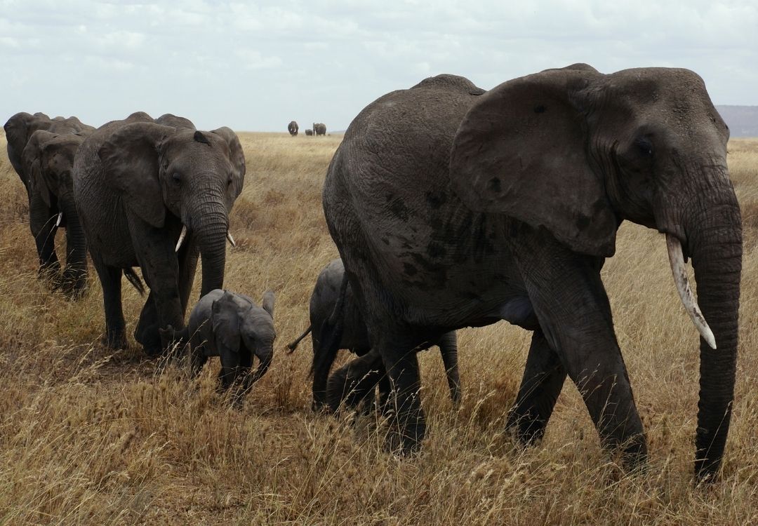 serengeti elephant herd
