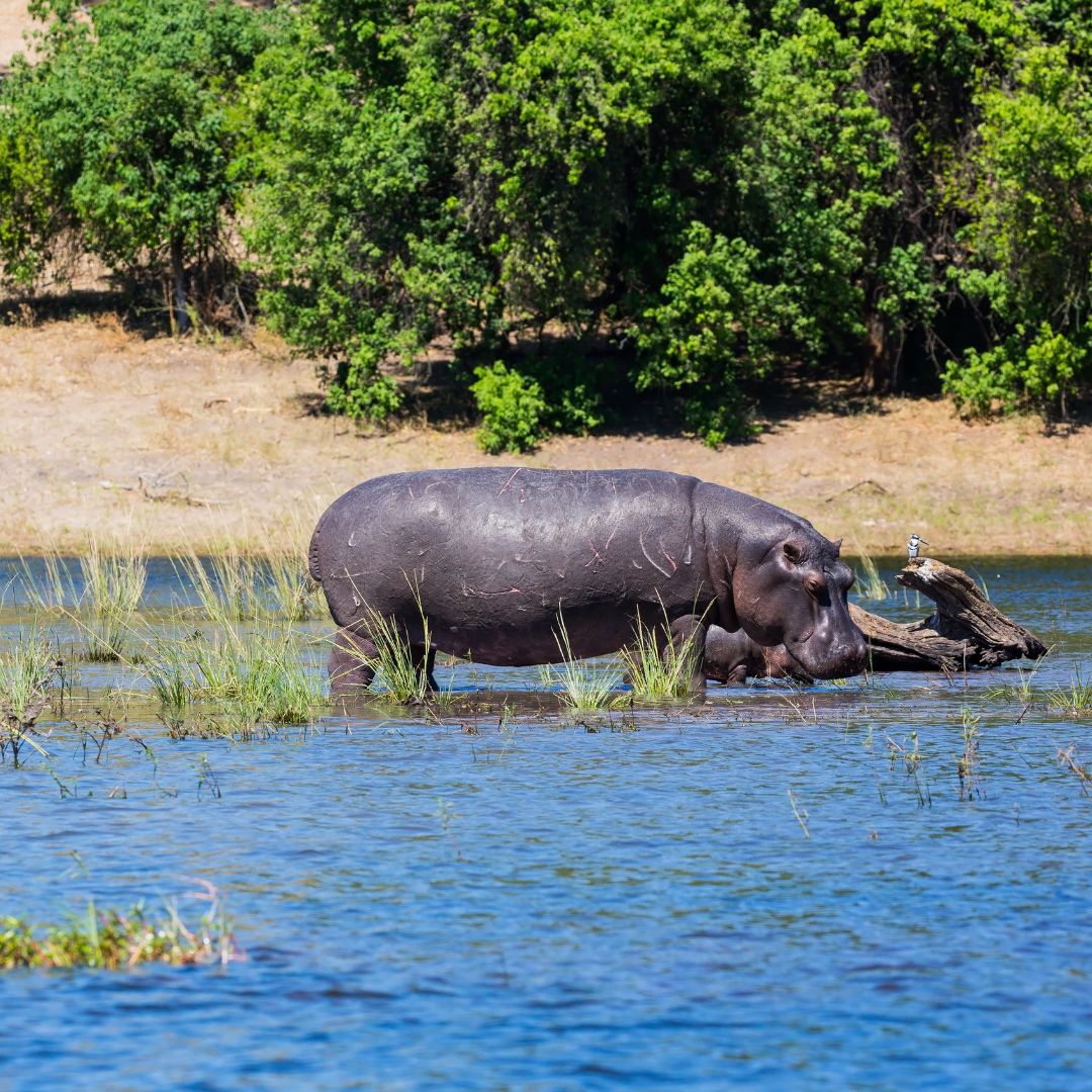 Hippo serengeti