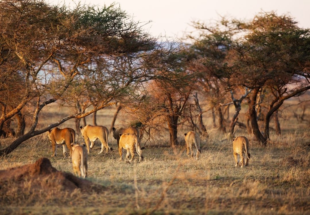 Lion pride in serengeti