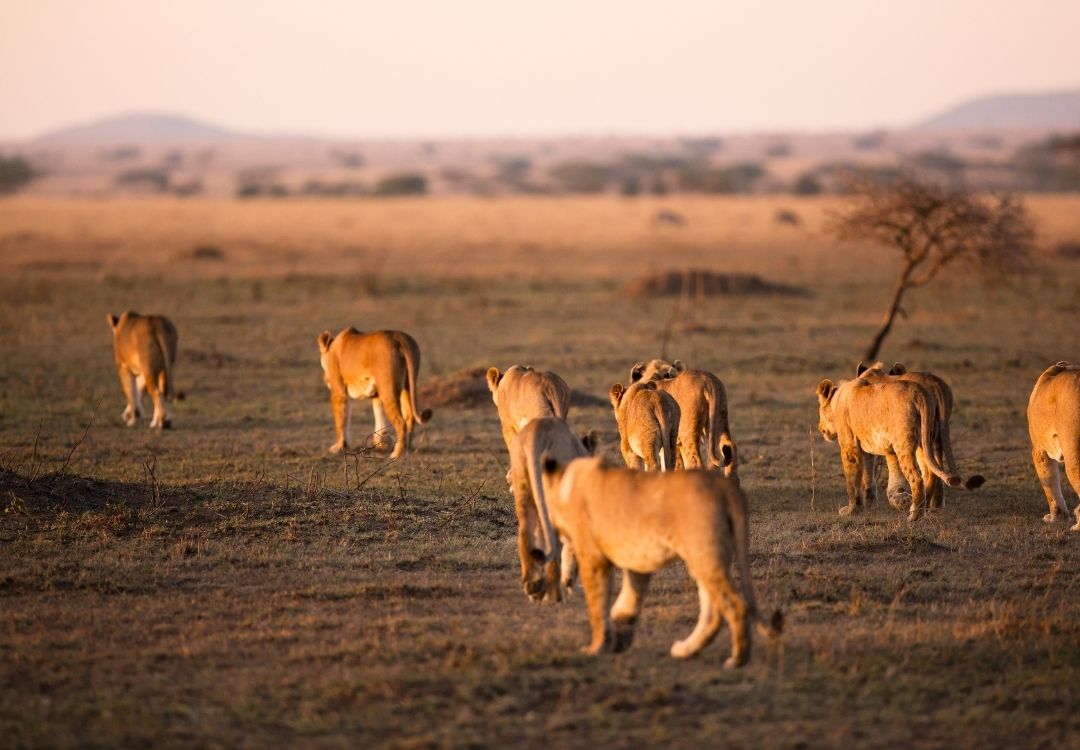 Serengeti lion