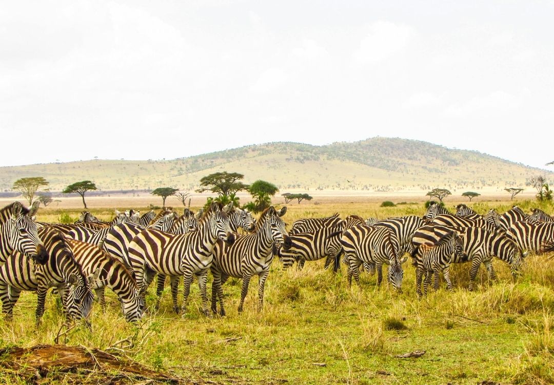 Serengeti zebras