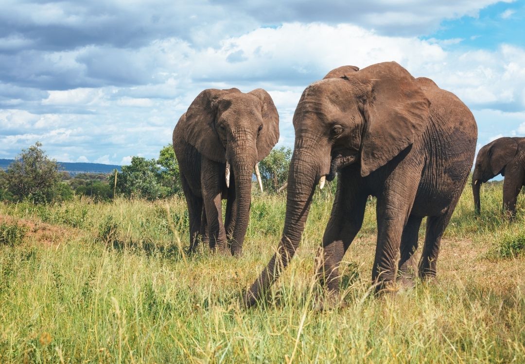 elephants in Tarangire