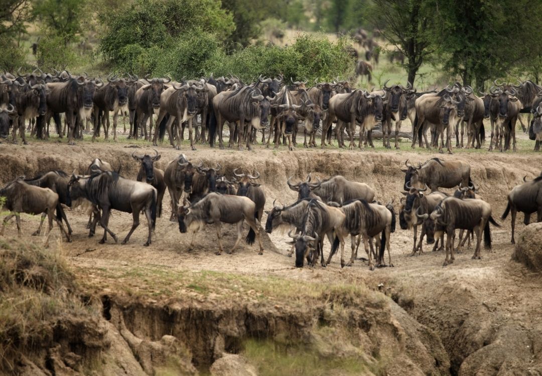 Wildebeest, Serengeti National Park, Serengeti, Tanzania, Africa