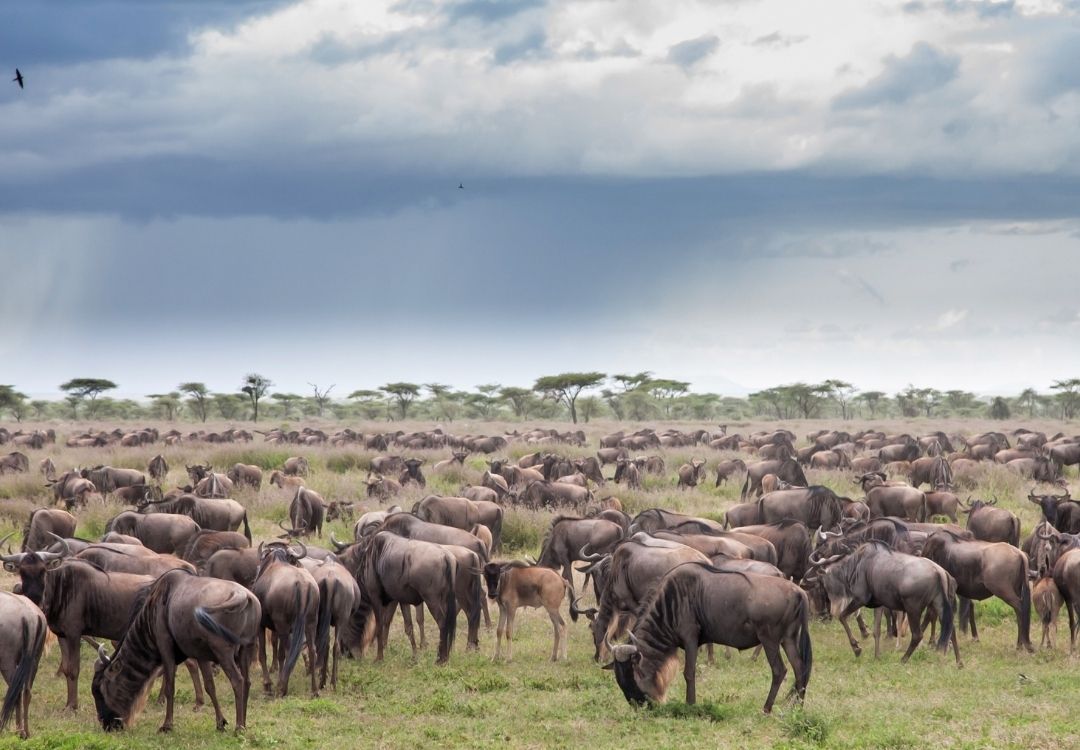 wildebeest and zebra migration serengeti